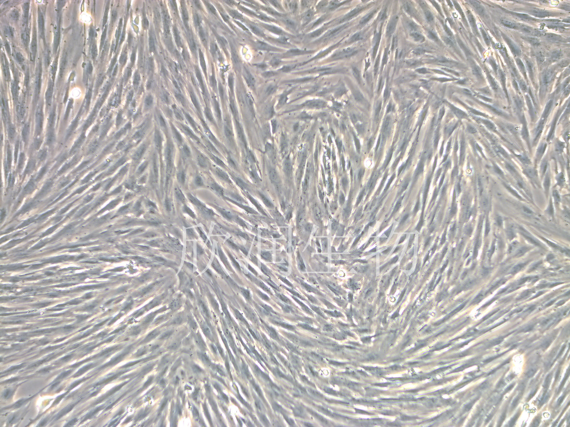 猪脂肪干细胞系、猪脂肪间充质干细胞系、永生化猪脂肪间充质干细