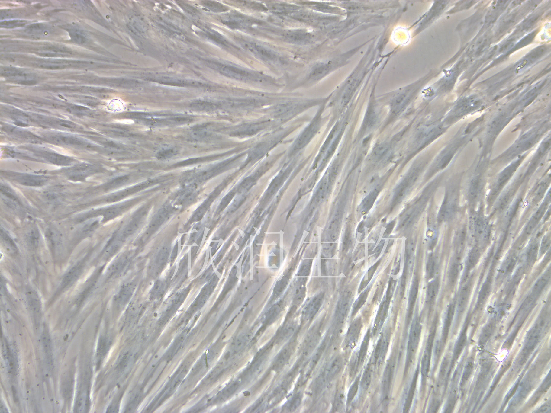 猪脂肪干细胞系、猪脂肪间充质干细胞系、永生化猪脂肪间充质干细