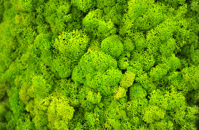 探讨韩国丛毛单胞菌的奇妙世界