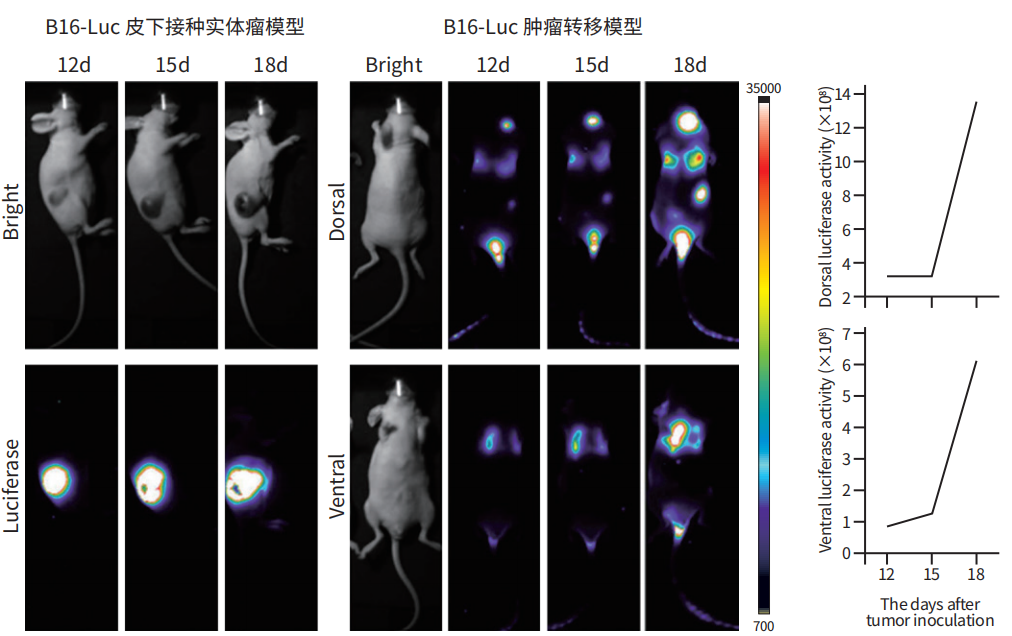 常用小鼠转移瘤模型，帮你整理好了！
