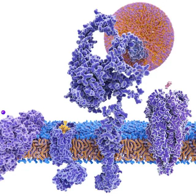 免疫沉淀及免疫共沉淀服务