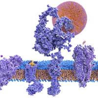 免疫沉淀及免疫共沉淀服务