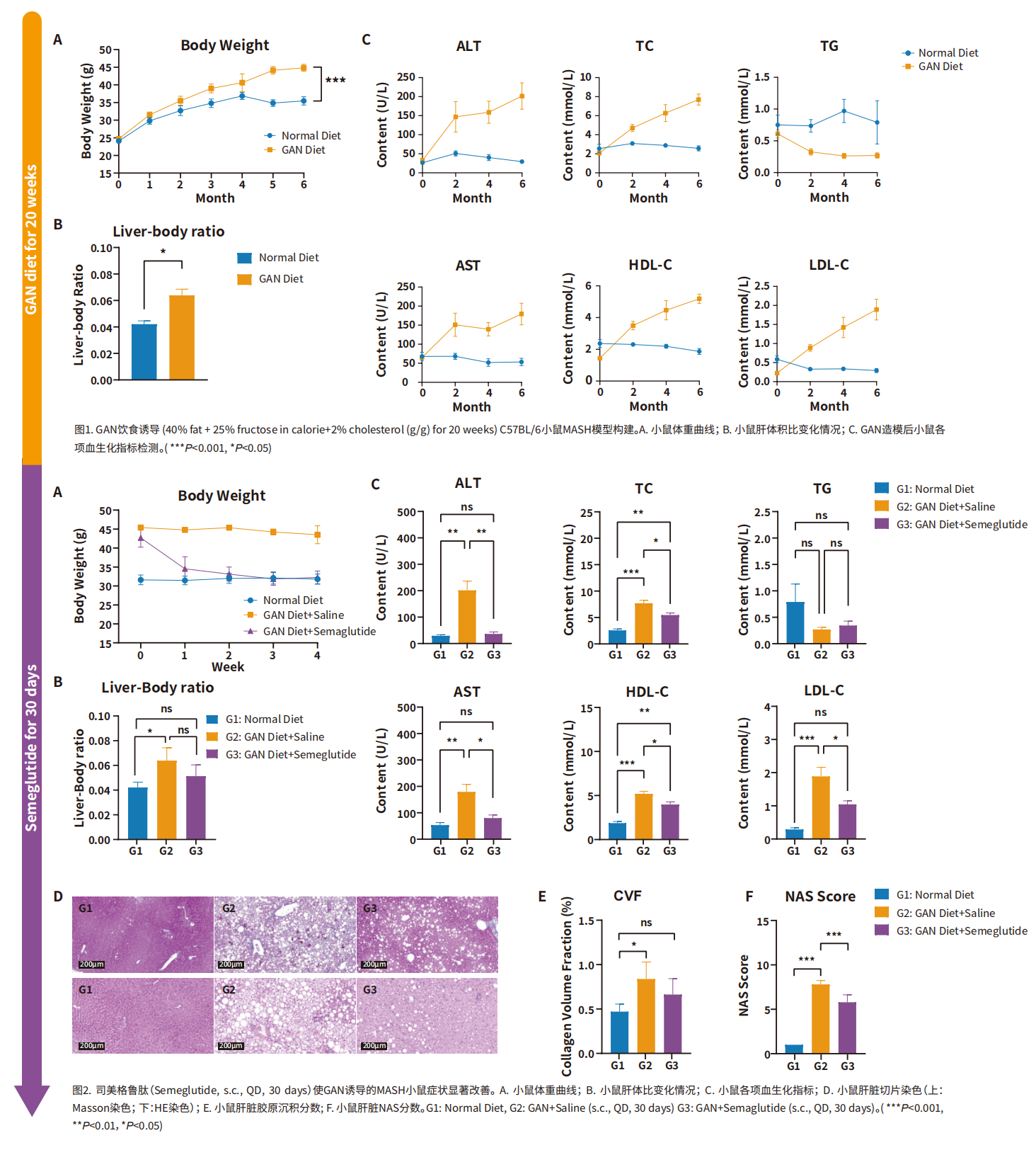 深度解析，MASH常用小鼠模型汇总