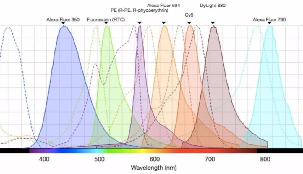 精准成像，多色揭密：深度优化mIHC染料搭配