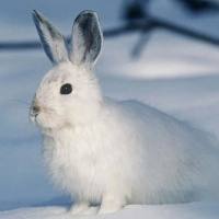 兔动脉粥样硬化模型