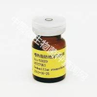 嗜热脂肪土芽孢杆菌	 