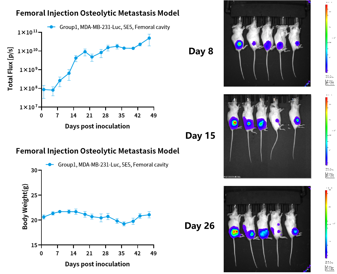 常用小鼠转移瘤模型，帮你整理好了！