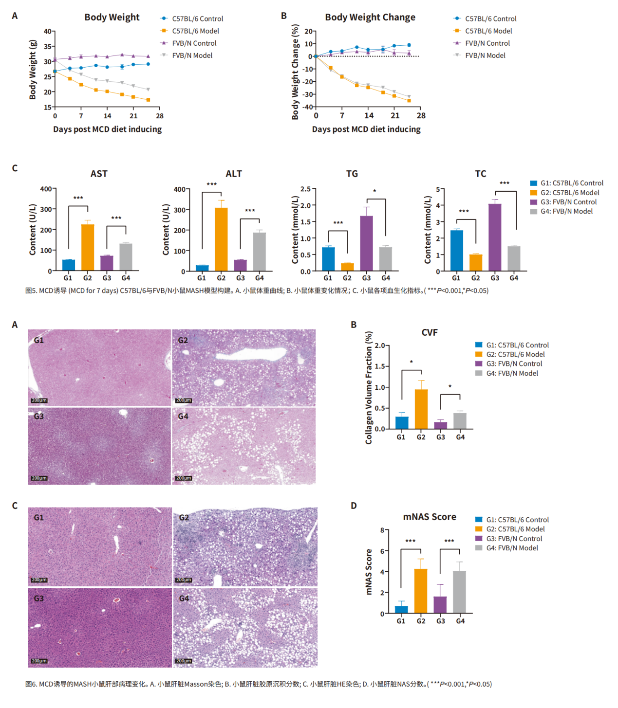 深度解析，MASH常用小鼠模型汇总