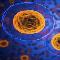 细胞培养流程简介