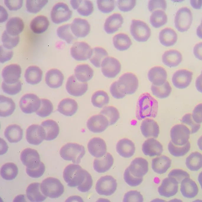 稳定细胞株筛选服务