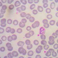 稳定细胞株筛选服务