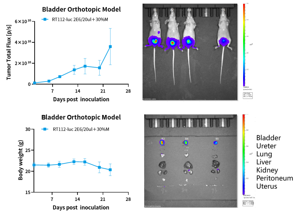常用小鼠转移瘤模型，帮你整理好了！
