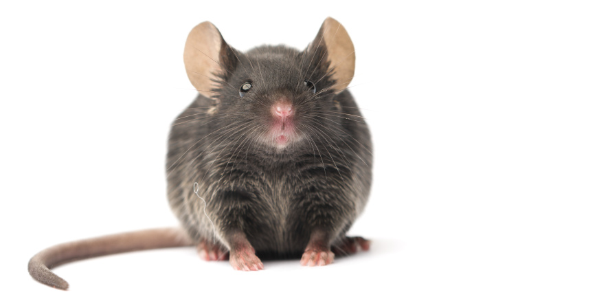 深度解析，MASH常用小鼠模型汇总