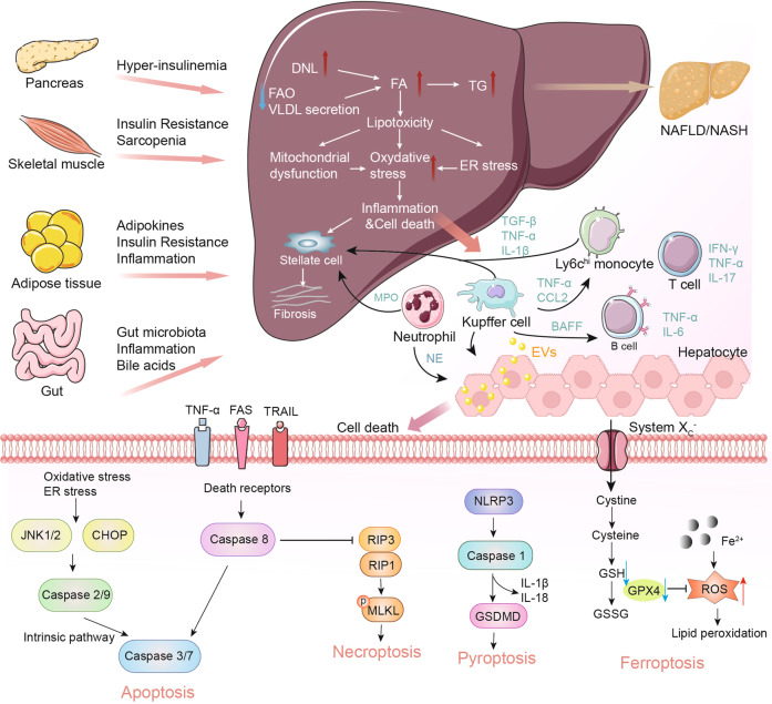 深度解析，MASH常用小鼠模型汇总