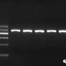 凝胶迁移（EMSA）实验原理与分类
