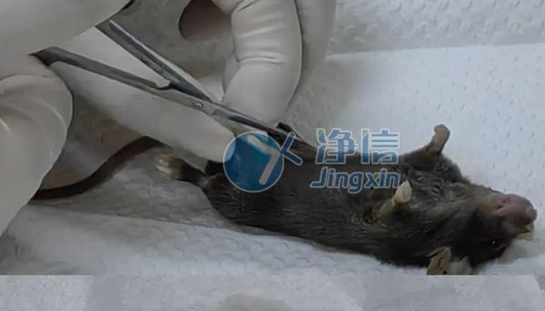 胰腺单细胞制备实验助力糖尿病的研究|从基因层面探究疾病根源