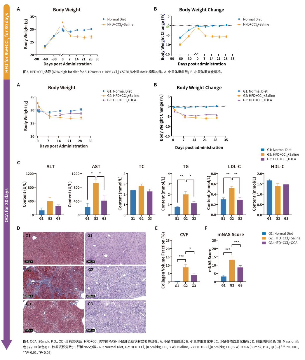 深度解析，MASH常用小鼠模型汇总