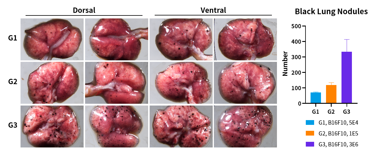 常用小鼠转移瘤模型，帮你整理好了！