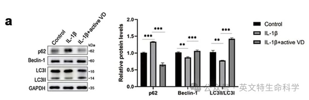 LC3条带总不出,为你支个招!