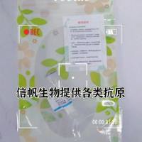 兔抗狗IgG抗血清