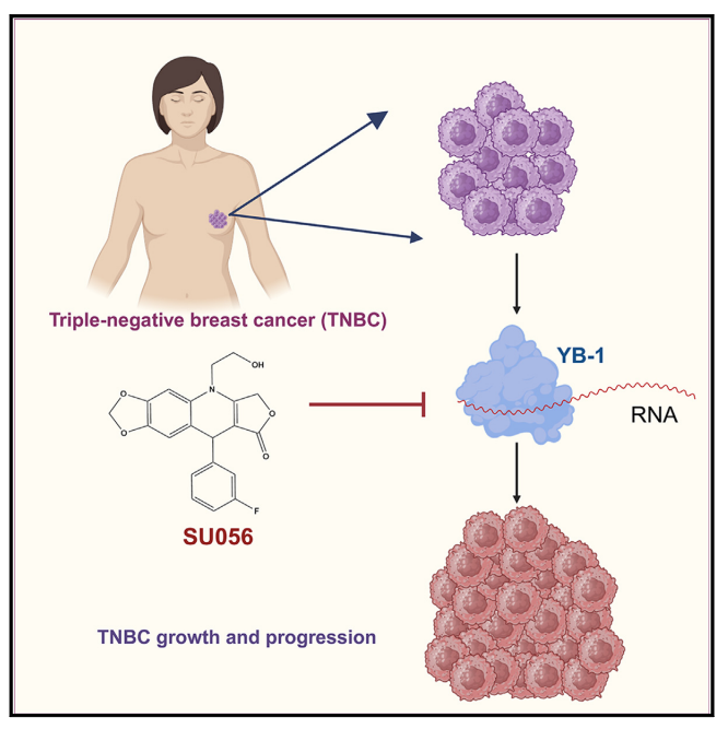 突破性研究！SU056通过靶向YB-1抑制蛋白翻译，有望成为三阴性乳腺癌的治疗新策略