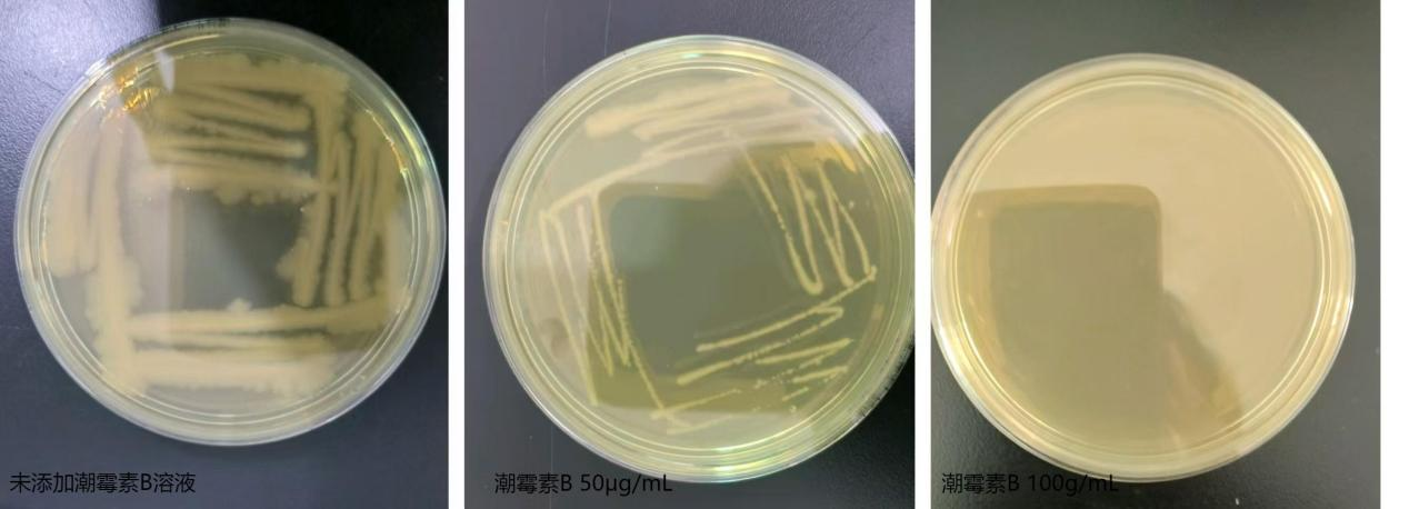 专业提供-潮霉素B溶液, 50mg/ml，CAS号：31282-04-9