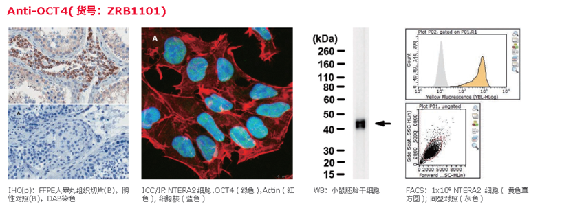 升级你的抗体，体验新一代ZooMab重组抗体