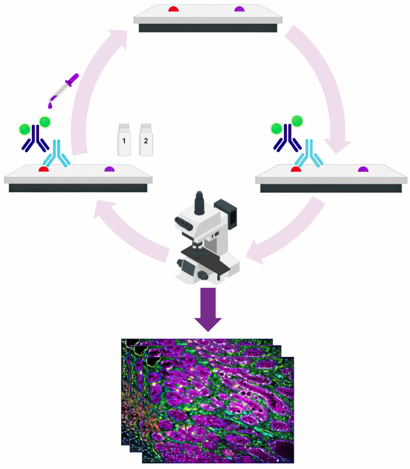 VectaPlex™ Antibody Removal Kit  ——简化您的多重免疫荧光(mIHC)染色