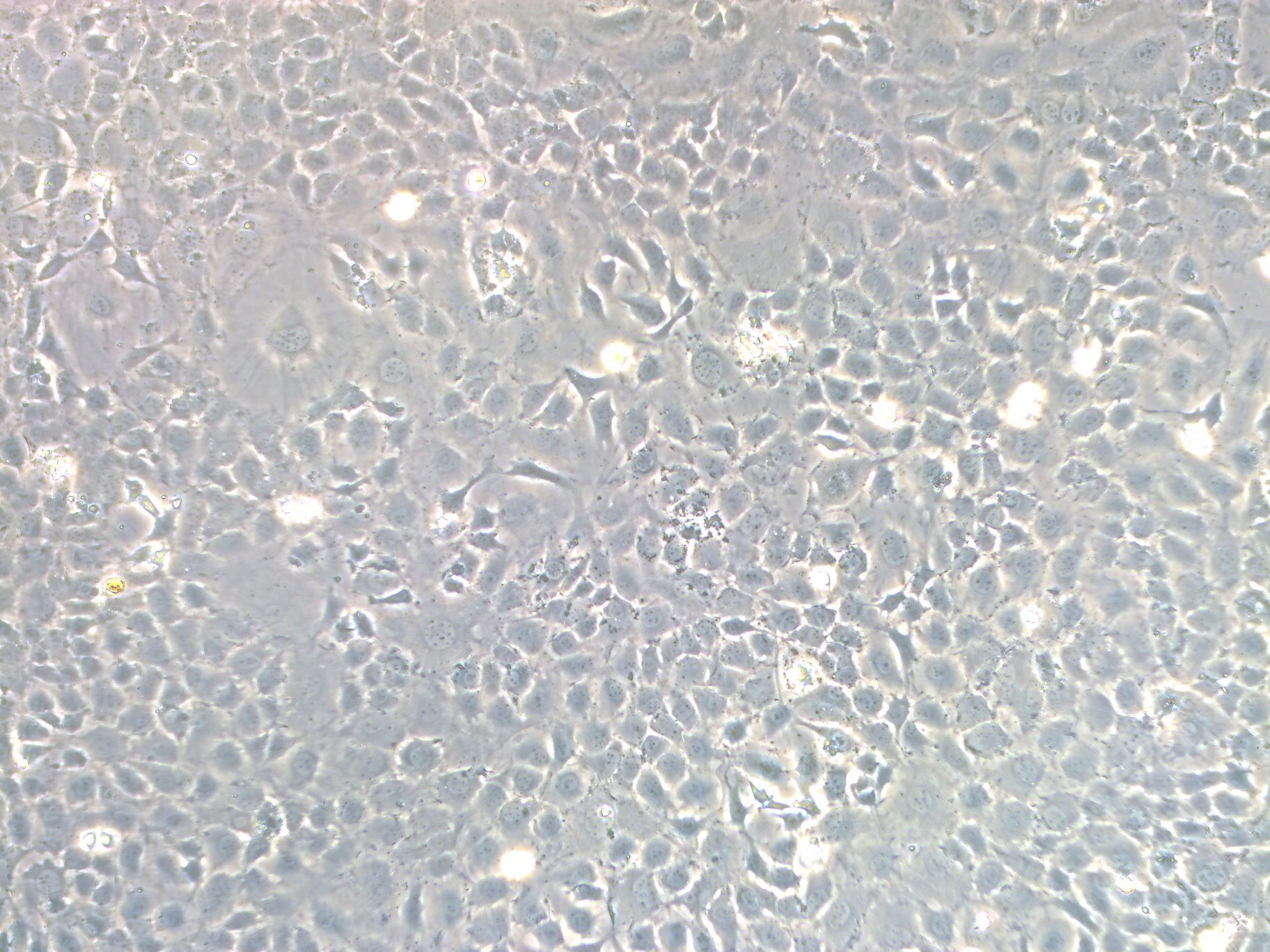 小鼠软骨细胞系、小鼠软骨成纤维细胞系、永生化小鼠软骨细胞、永