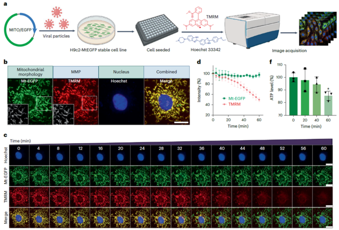 科技赋能医药：AI 驱动的线粒体表型分析改进药物设计-企业动态-丁香通