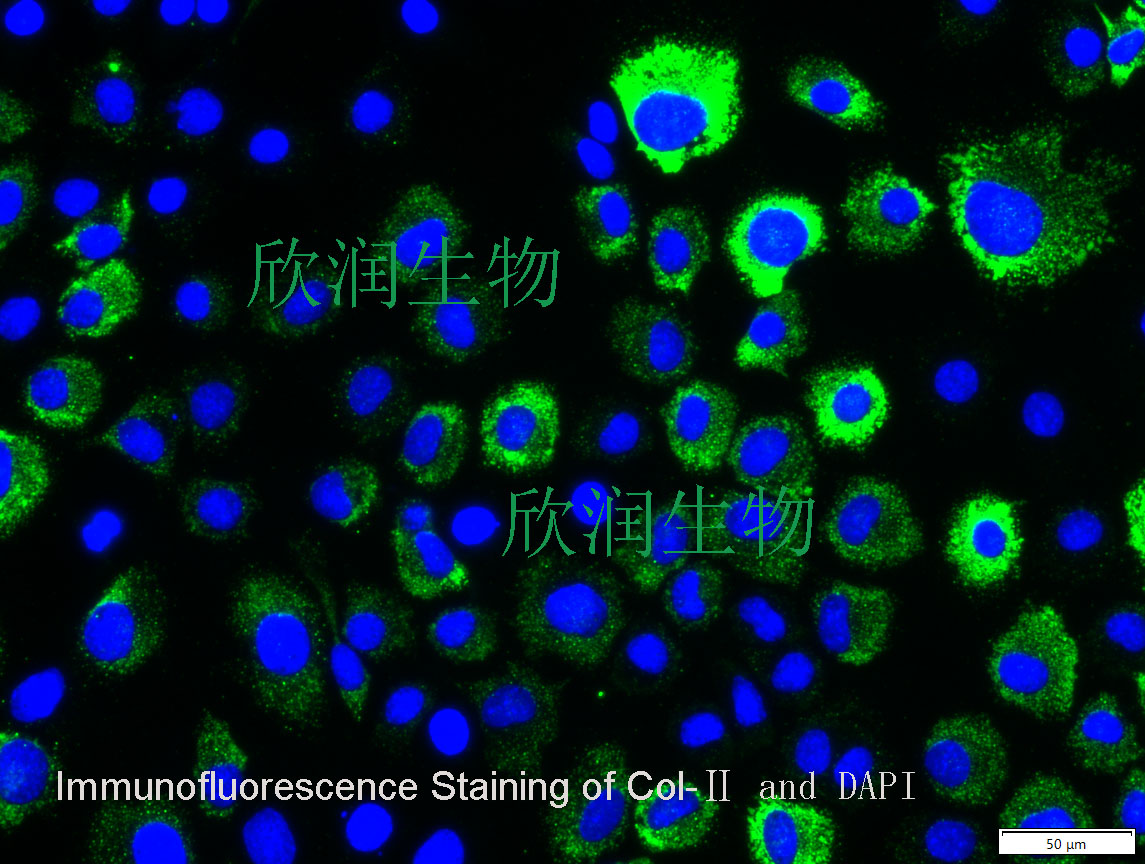 小鼠软骨细胞系、小鼠软骨成纤维细胞系、永生化小鼠软骨细胞、永