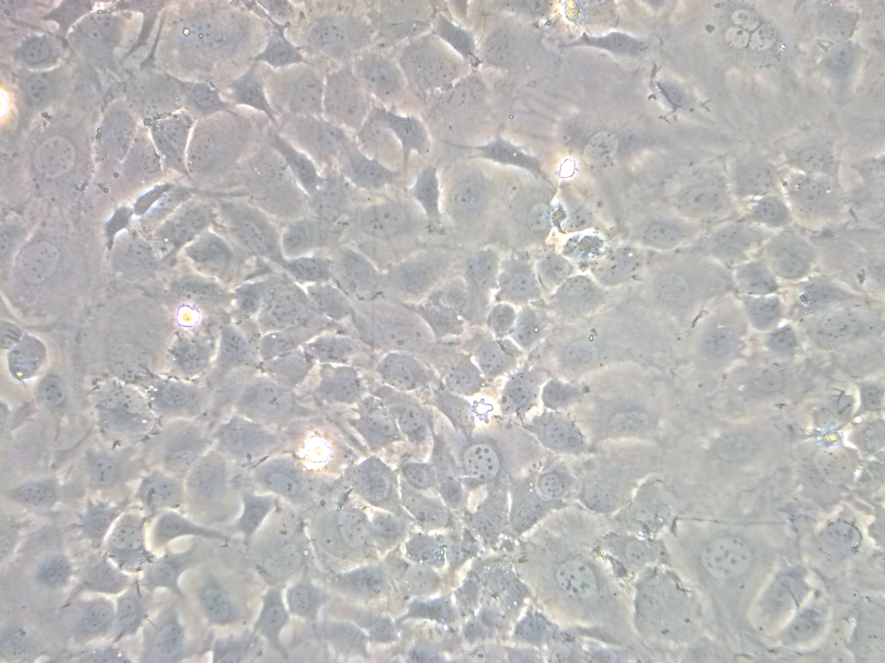 小鼠软骨细胞系、小鼠软骨成纤维细胞系、永生化小鼠软骨细胞、永