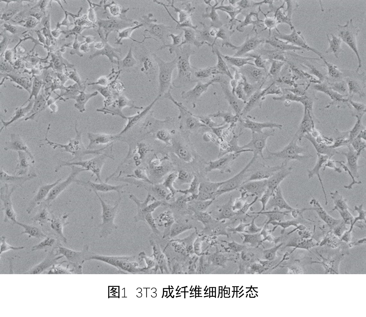 3T3 细胞光毒性中性红摄取试验 (3T3 Neutral Red Uptake (NRU) Phototoxicity assay, 3T3 NRU Assay)