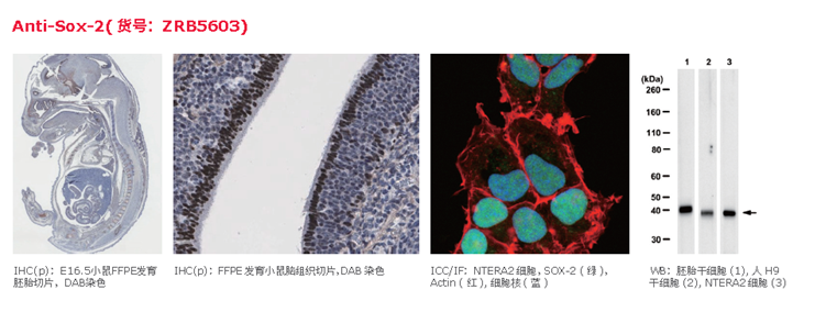 升级你的抗体，体验新一代ZooMab重组抗体
