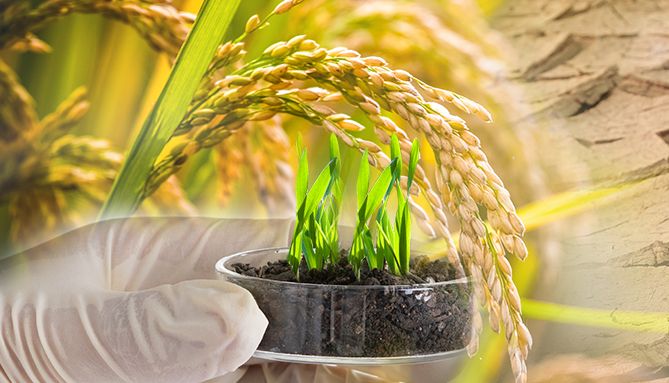 基因编辑如何应用于农作物改良？