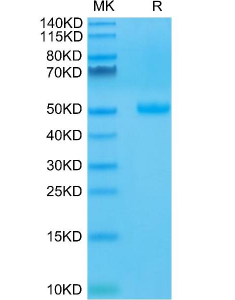 antibodies-online-CTLA4蛋白(AA 36-161)Fc标签现货促销