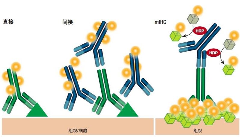 HRP酶标二抗和荧光二抗有什么区别？分别在什么时候用？