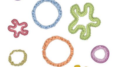 Qkine类器官因子（一）：重组Noggin和R-spondin 1蛋白_曼博生物