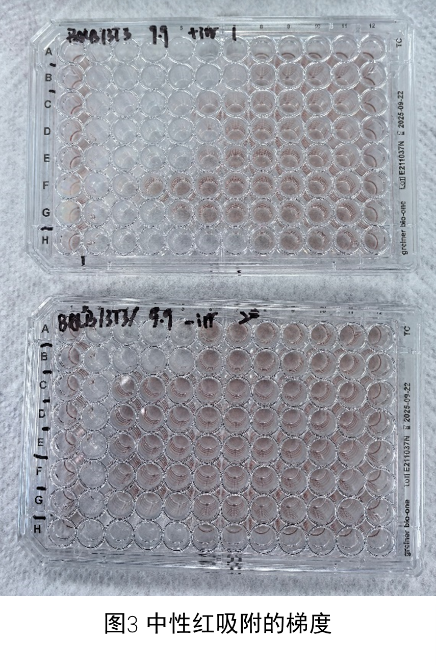 3T3 细胞光毒性中性红摄取试验 (3T3 Neutral Red Uptake (NRU) Phototoxicity assay, 3T3 NRU Assay)