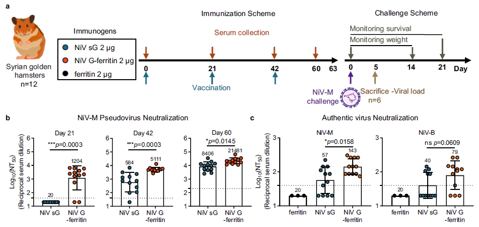 科学家开发出新型高致病性尼帕病毒纳米颗粒疫苗
