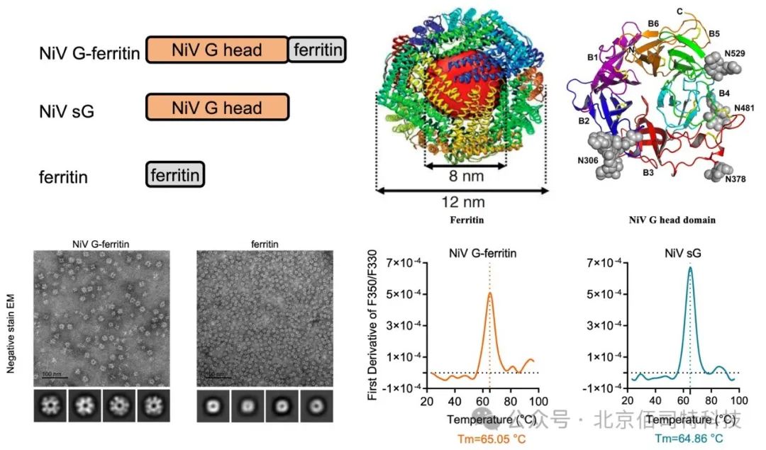 科学家开发出新型高致病性尼帕病毒纳米颗粒疫苗