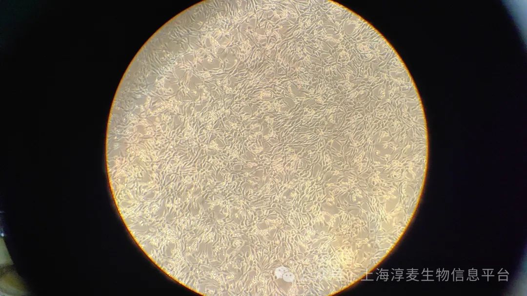 大鼠软骨细胞在软骨修复研究中的应用案例