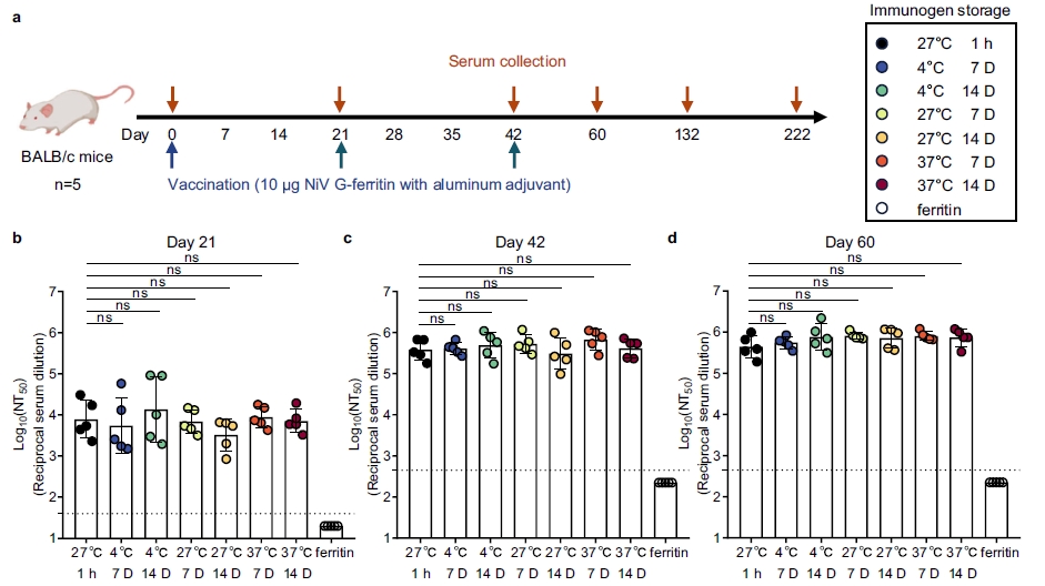 科学家开发出新型高致病性尼帕病毒纳米颗粒疫苗