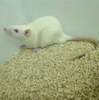 动物模型骨性关节炎