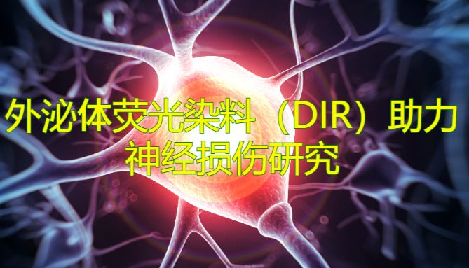 IF=10.6| Umibio 外泌体荧光染料（DIR）助力客户神经损伤研究！