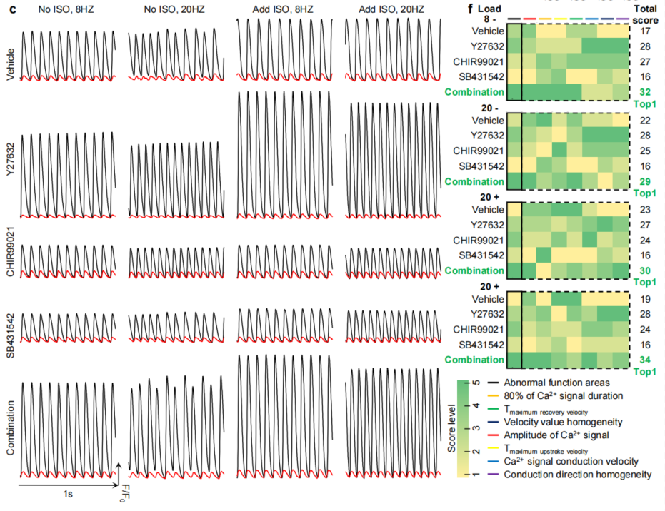 心脏组织修复的新工程模型-用于探索纤维化过程和治疗干预