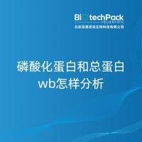 磷酸化蛋白和总蛋白wb怎样分析