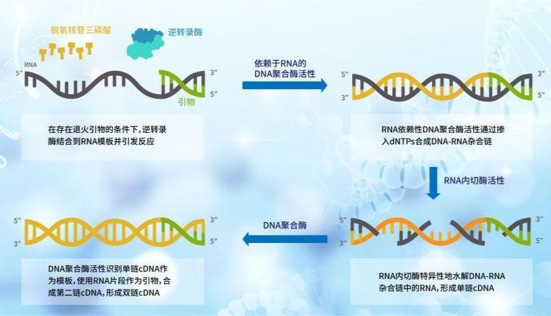 怎么才能分清PCR、qPCR、RT-PCR、RT-qPCR“四胞胎”呢？