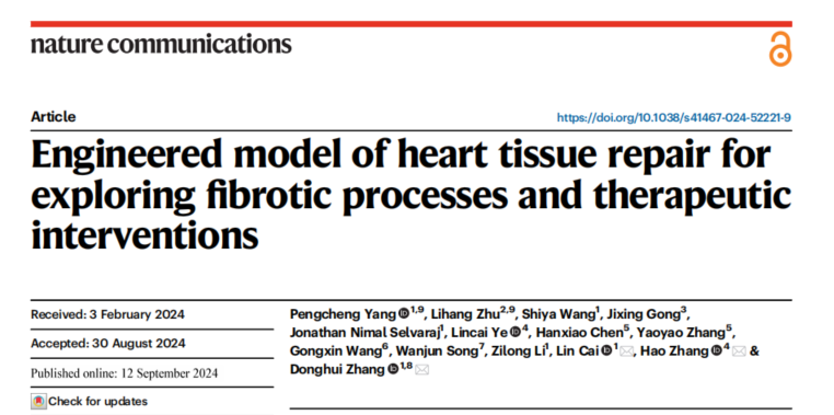 心脏组织修复的新工程模型-用于探索纤维化过程和治疗干预