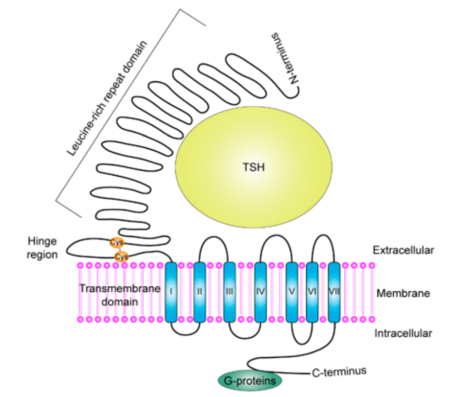 TSHR：甲状腺细胞代谢的关键调节因子